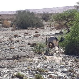 foto Namibia 18