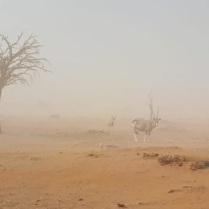 foto Namibia 31